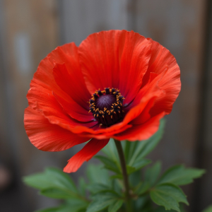 F209 - Flower 